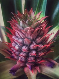 Close-up of red flower