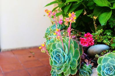 Close-up of flowers growing on plant