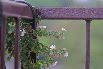Close-up of flowering plant by railing