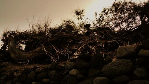 Plants growing on rocks