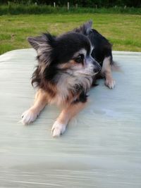 Close-up of a dog looking away