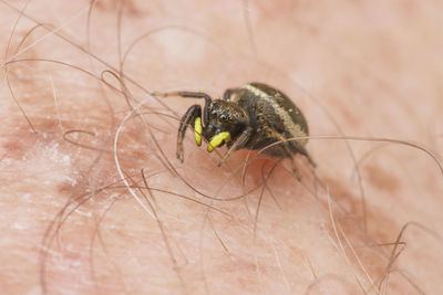 Close-up of insect on hand