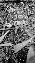High angle view of an animal on field