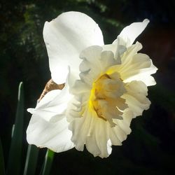 Close-up of white flowers blooming outdoors