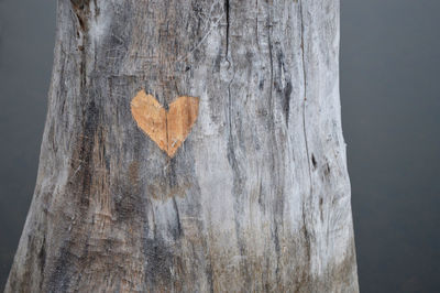 Close-up of heart shape on tree trunk