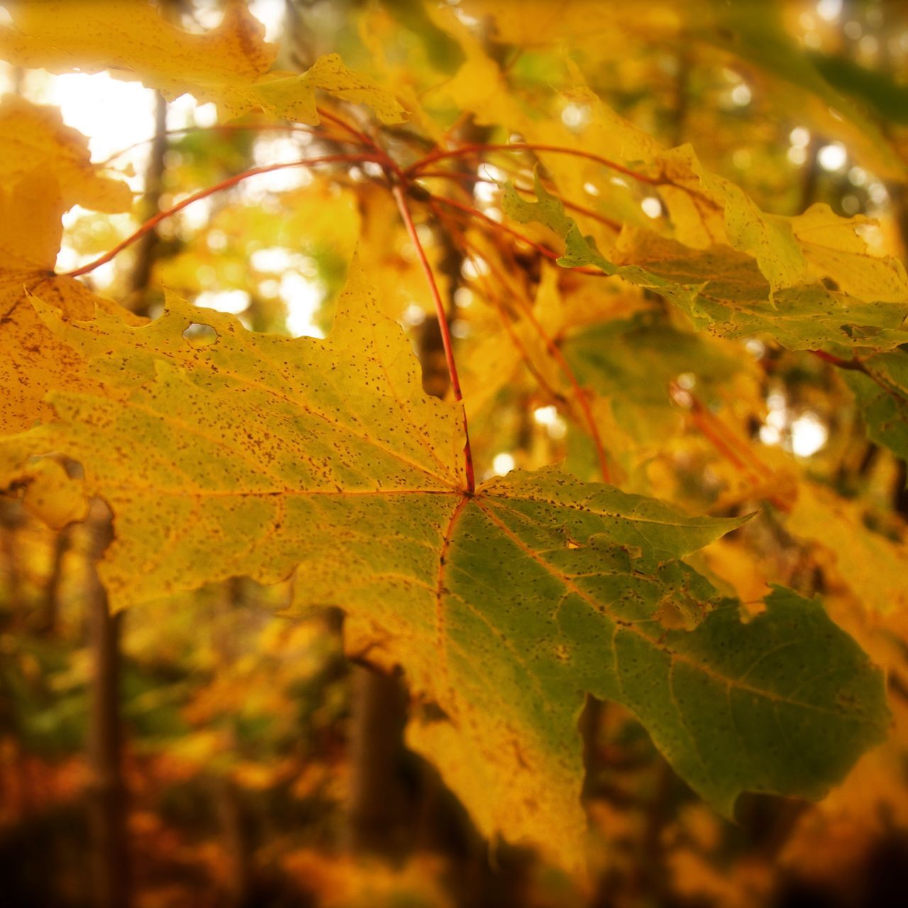 leaf, focus on foreground, autumn, close-up, leaves, growth, tree, nature, leaf vein, selective focus, season, branch, change, yellow, sunlight, tranquility, beauty in nature, day, outdoors, green color