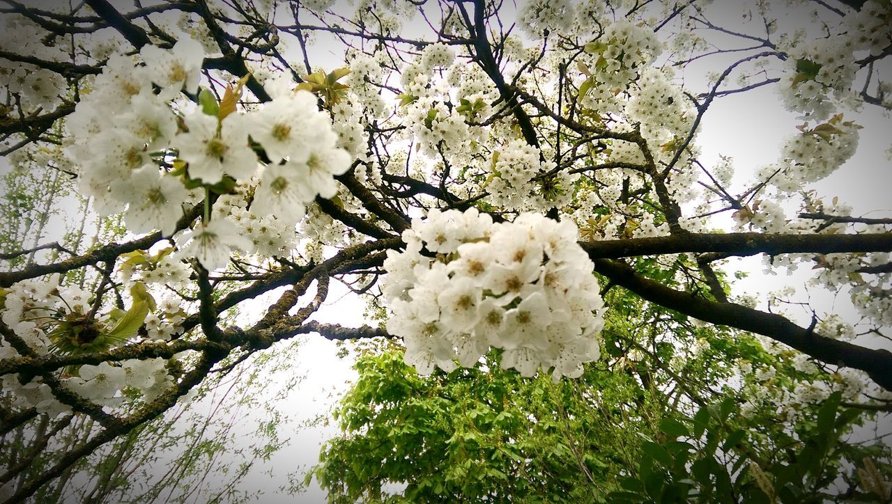 flower, freshness, white color, growth, branch, tree, fragility, beauty in nature, blossom, nature, cherry blossom, petal, apple tree, low angle view, flower head, apple blossom, blooming, in bloom, white, cherry tree