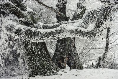 Snow covered tree on mountain