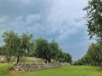 Trees on field against sky