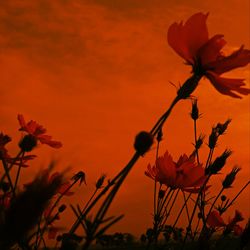 Close-up of orange flowering plant against sky during sunset