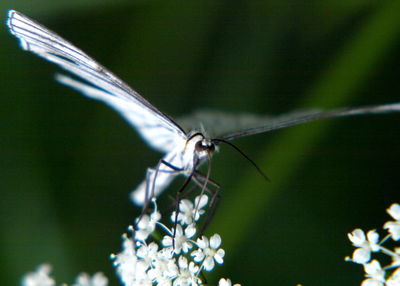 Close-up of butterfly on flower