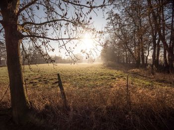 Trees on field in forest against sky