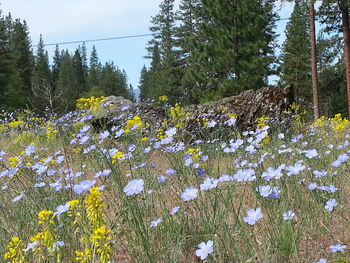 Flowers blooming on field against sky