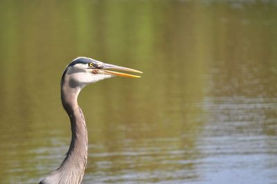 View of a bird