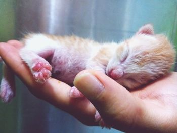 Close-up of hand holding kitten