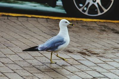 Close-up of bird perching outdoors