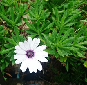 High angle view of purple daisy flower