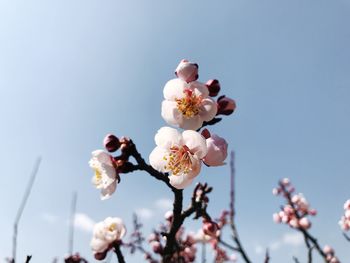 Low angle view of cherry blossom against sky