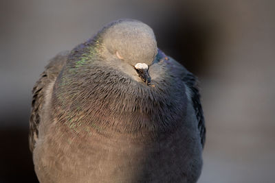 Close-up of pigeon perching