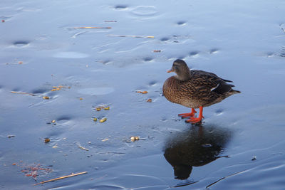 High angle view of birds in lake during winter