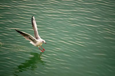 Bird flying over lake