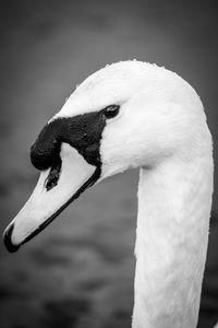 Close-up of swan