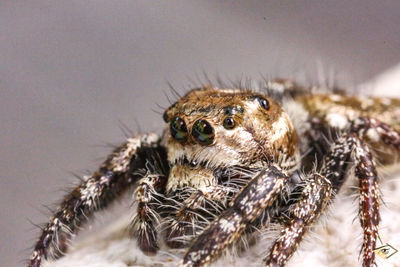 Close-up of spider