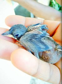 Close-up of hand holding small bird