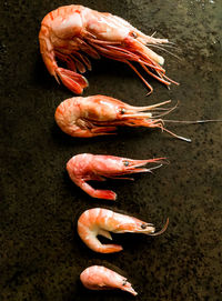 High angle view of  shrimps  on table