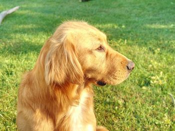 Young golden retriever relaxing on grass. sweet retriever sit outside and looking into evening sun