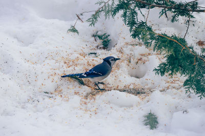 High angle view of bird perching on snow
