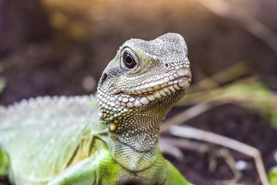 Close-up of lizard