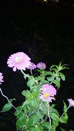 Close-up of flowers blooming outdoors