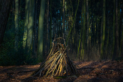 Pine trees on log in forest