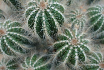 Close-up of cactus plant