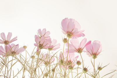 Close-up of pink flowers against white background