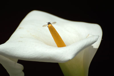 Insect on white flower against black background