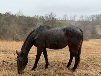 Horse standing in a field