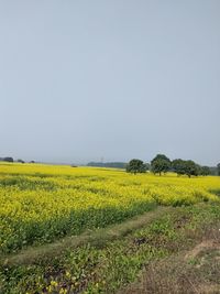 Scenic view of oilseed rape field against sky