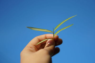 Close-up of hand holding plant against blue sky