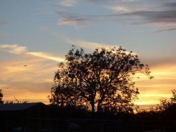 Low angle view of silhouette trees against sky at sunset