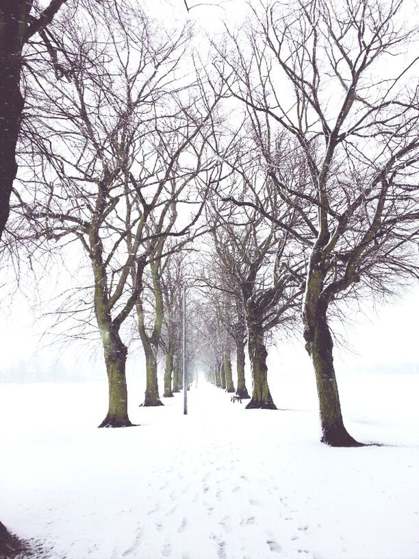 snow, winter, cold temperature, bare tree, tree, season, weather, tranquility, branch, landscape, tranquil scene, covering, nature, tree trunk, beauty in nature, the way forward, scenics, field, cold, snow covered