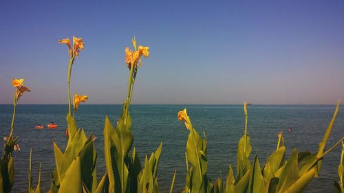 Close-up of plants against sea against clear sky