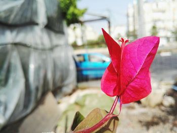 Close-up of pink flowers