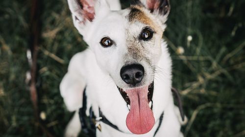 Close-up portrait of dog sticking out tongue