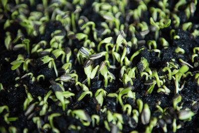 Close-up of seedlings growing on field