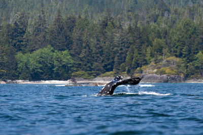 Grey whale tail near flores island,bc