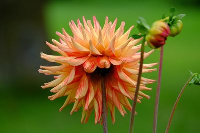 Close-up of red flower