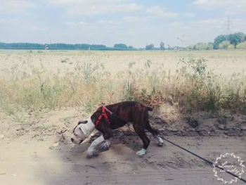 Dog standing on field