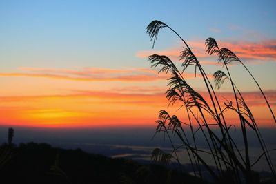 Low angle view of silhouette plants against sky during sunset